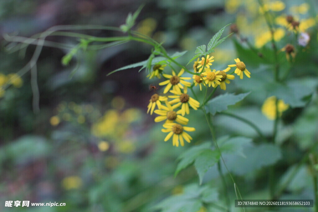 黄色小花植物特写