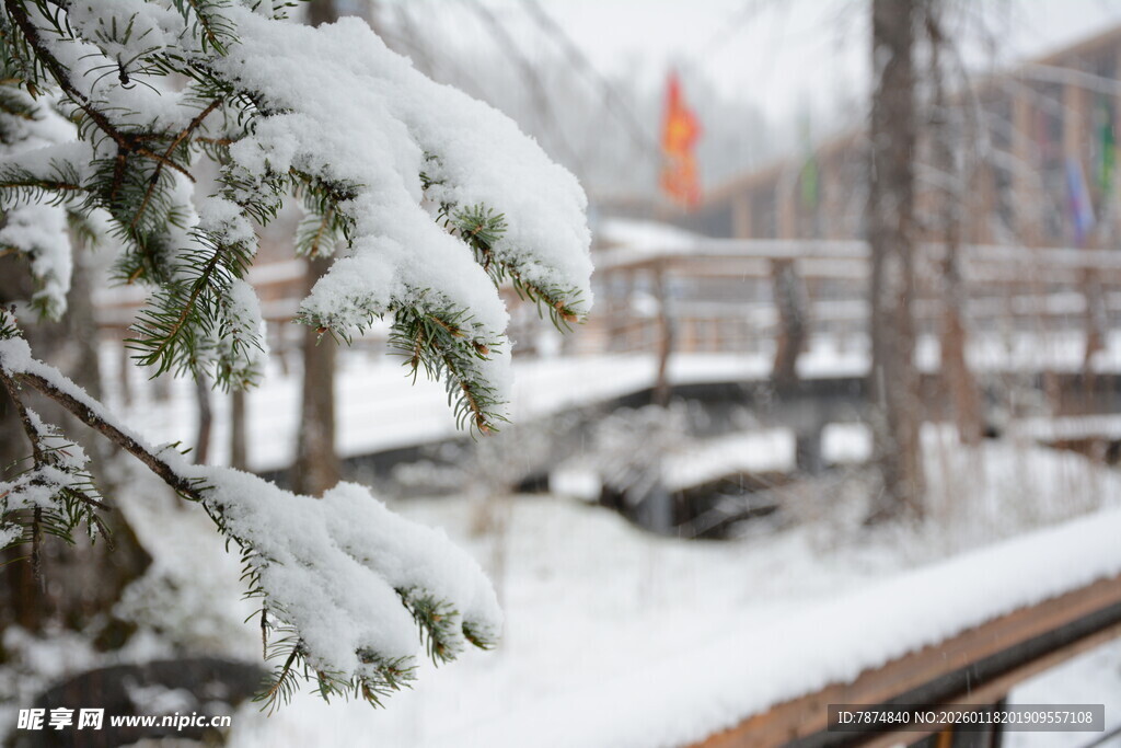 雪覆枝头的冬日景致