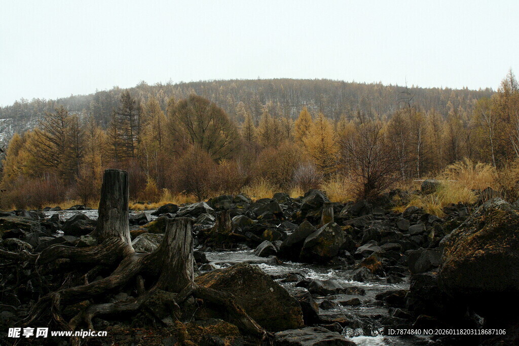 秋日溪边树林风景