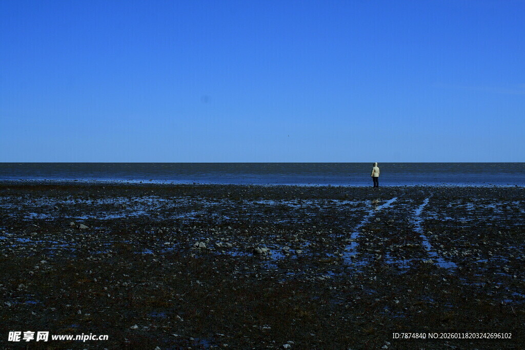 海边湿地的孤寂身影