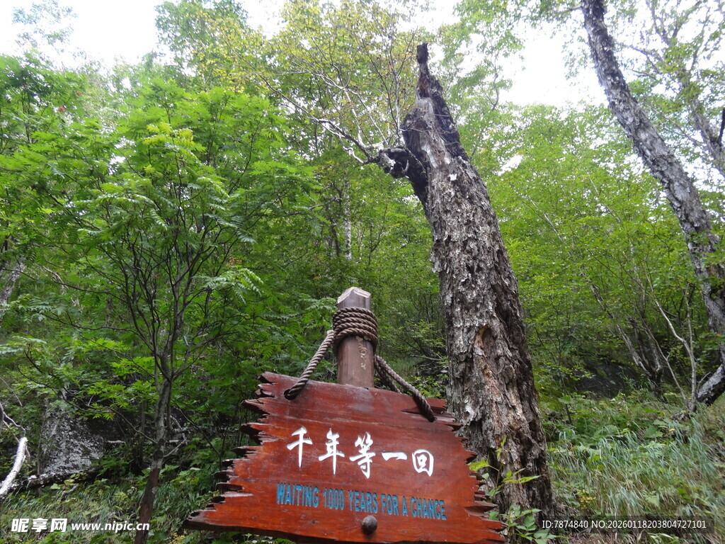 山林间的木质指示牌