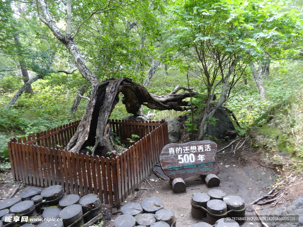 古木奇景 自然之韵