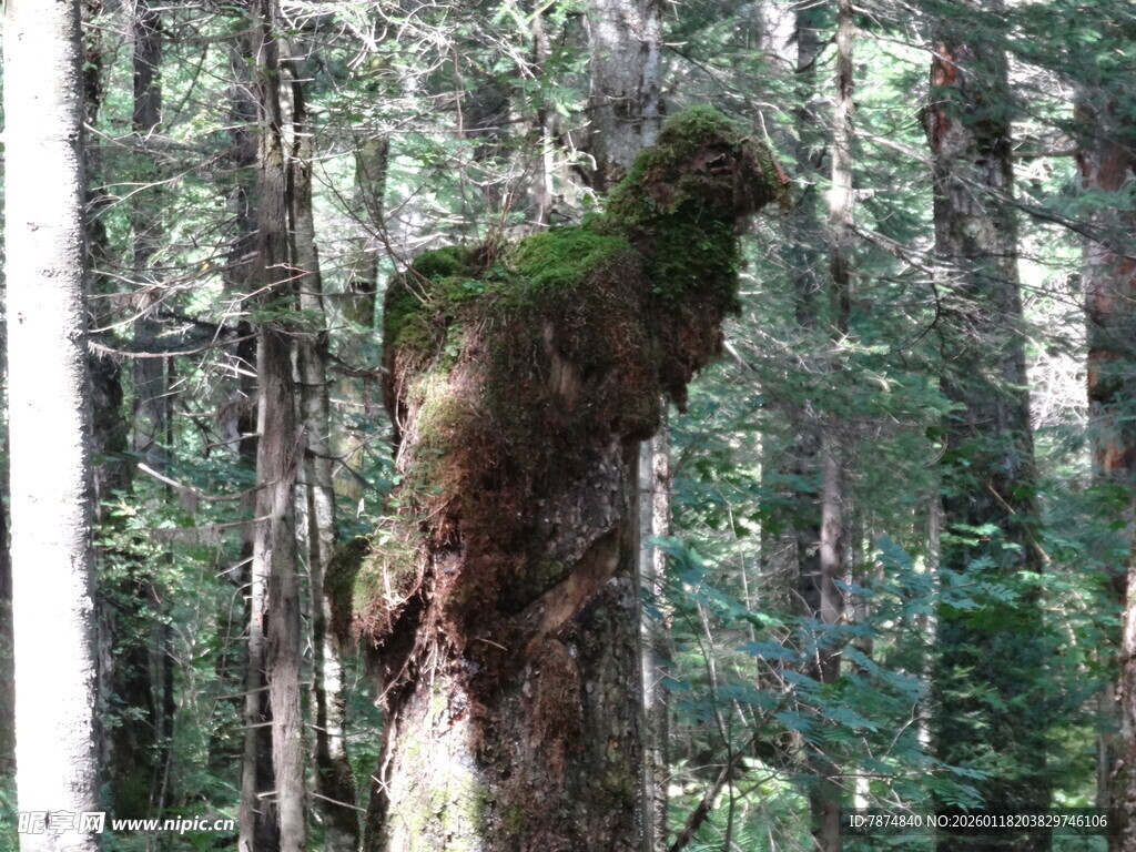 森林中奇特的树桩景观