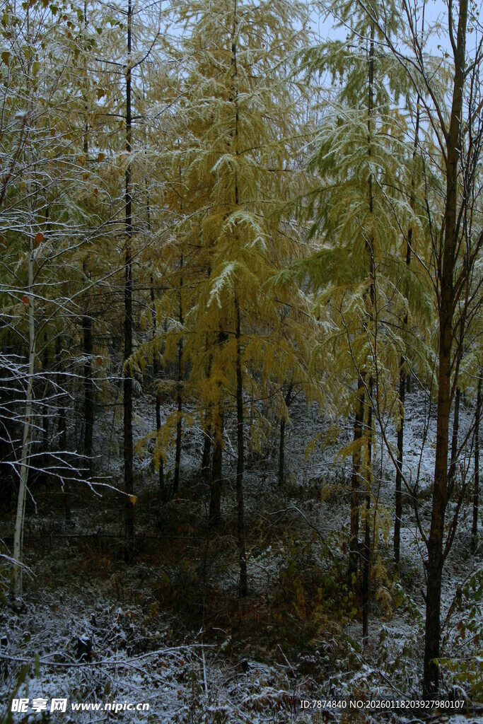 雪覆黄叶林景
