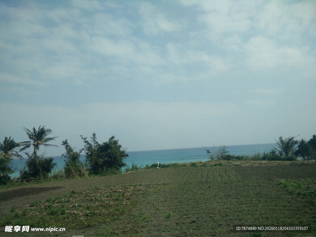 海边草地与棕榈树风景