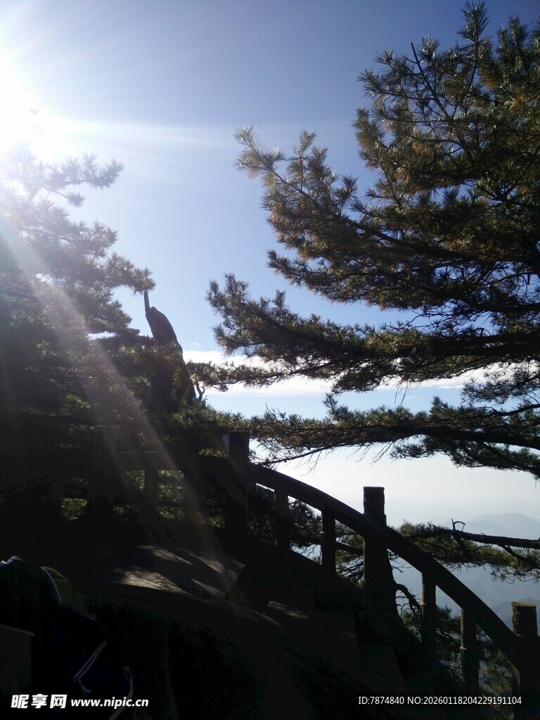 阳光洒落林间木质栈道