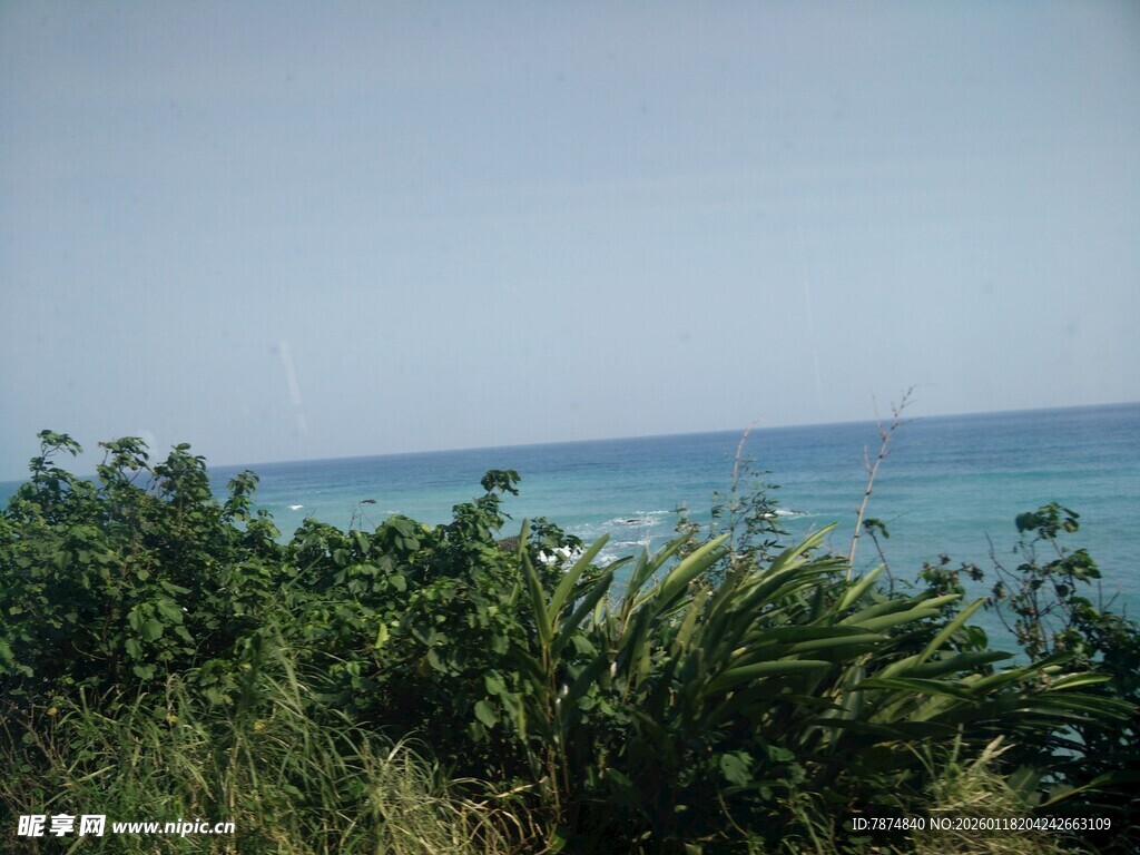 海边绿植与蔚蓝大海