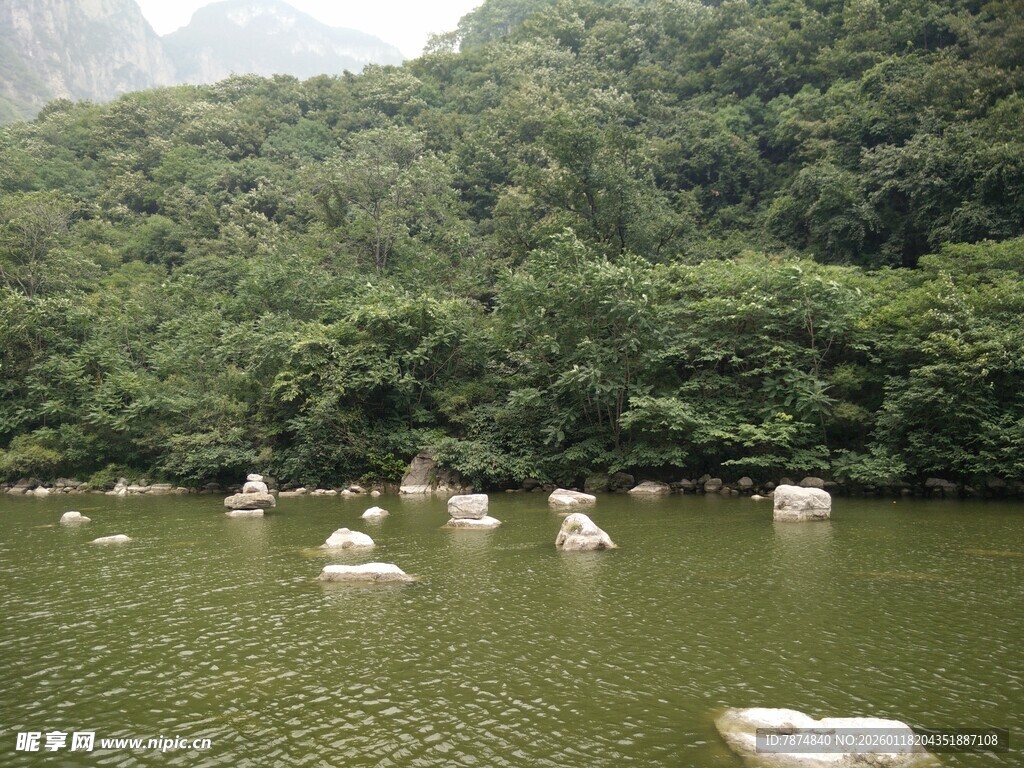 湖中游弋的洁白天鹅
