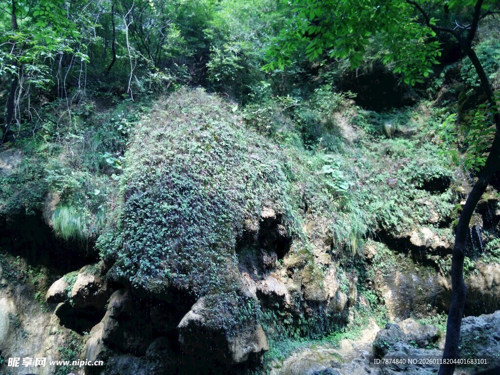 森林中的巨大蚁丘
