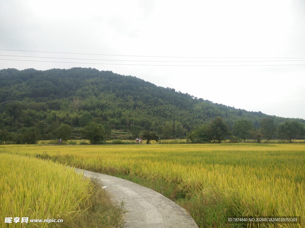 乡间稻田小路 田园风光
