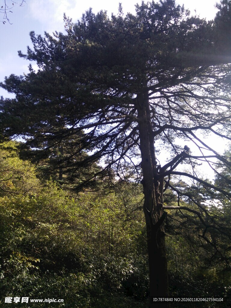 山林中挺拔的高大松树
