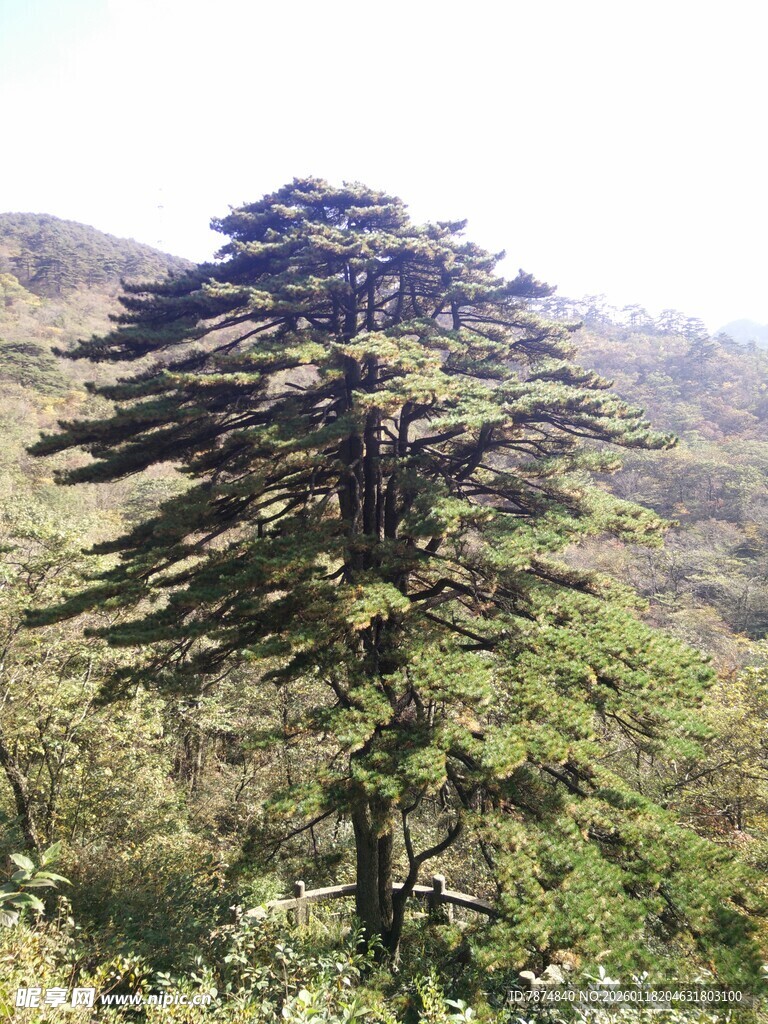 挺拔雪松傲立山间