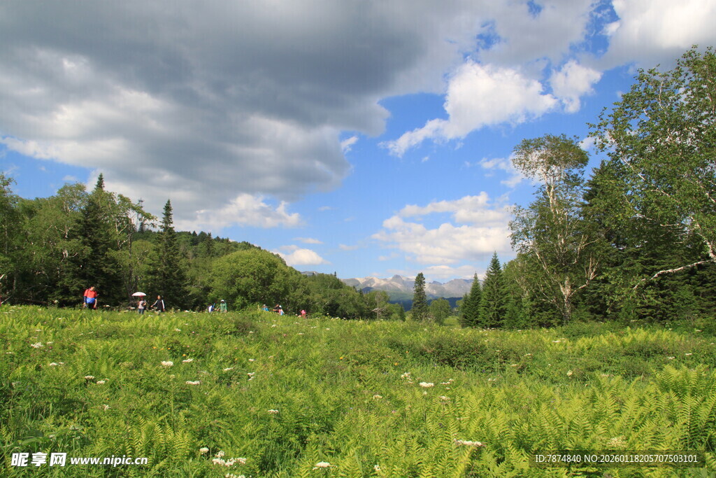 绿野蓝天 林间清新美景