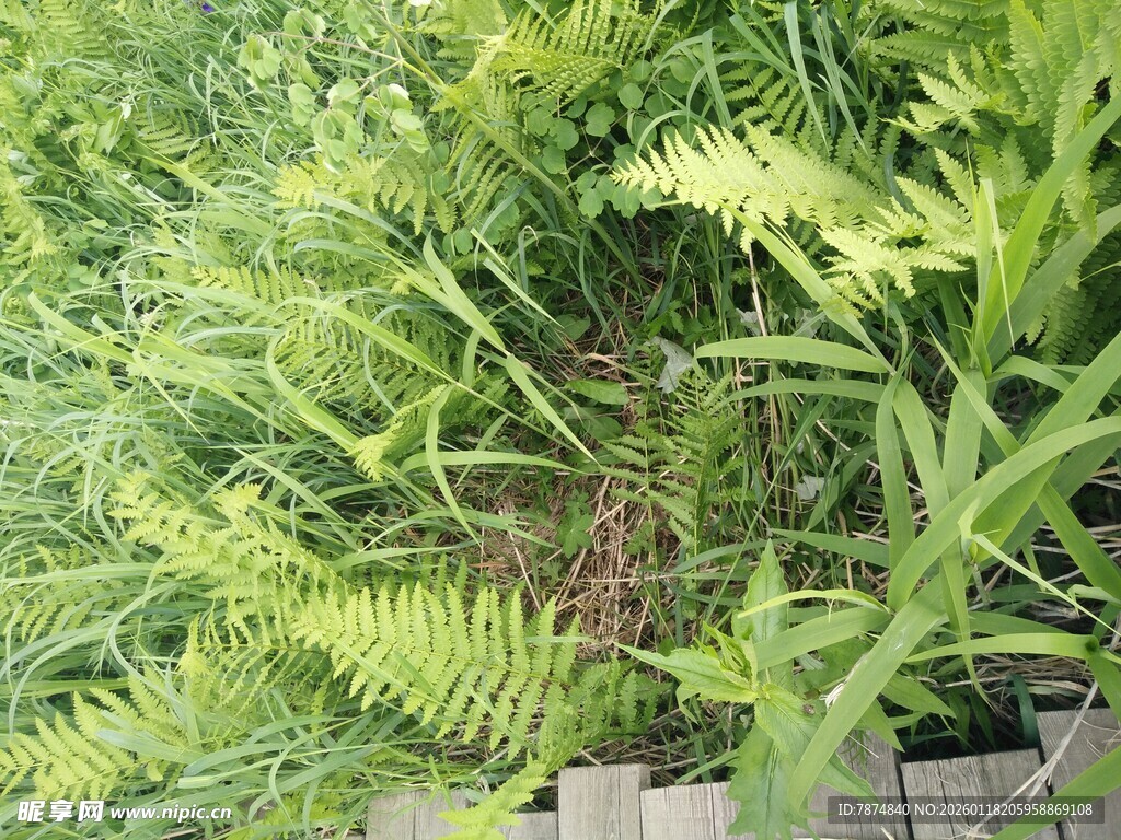 翠绿蕨类植物生机盎然