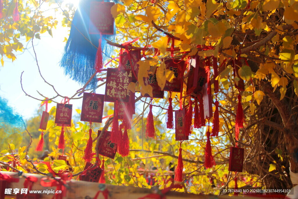 古树下祈福牌沐浴阳光
