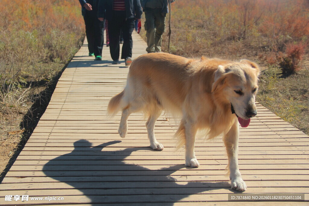 漫步木栈道的金毛犬