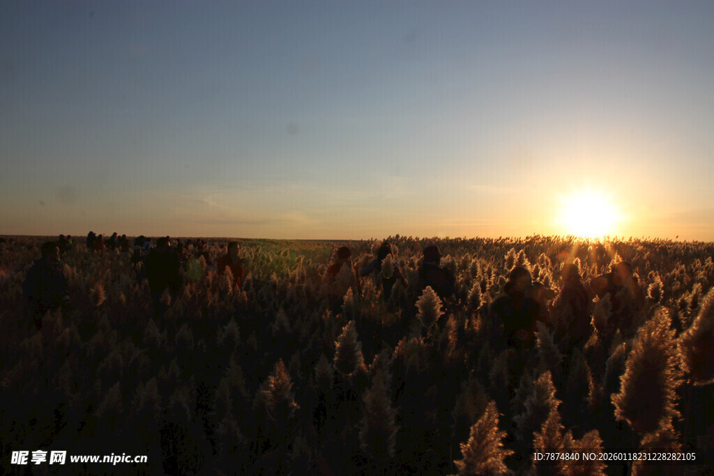 夕阳下的芦苇荡美景