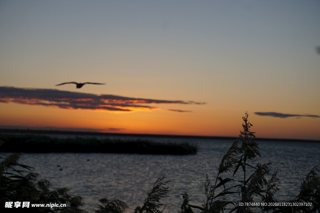 夕阳下飞鸟掠过宁静湖面