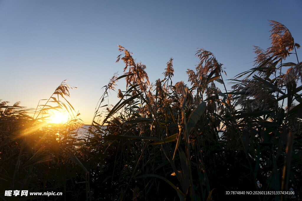 夕阳下的蓬勃植物景观