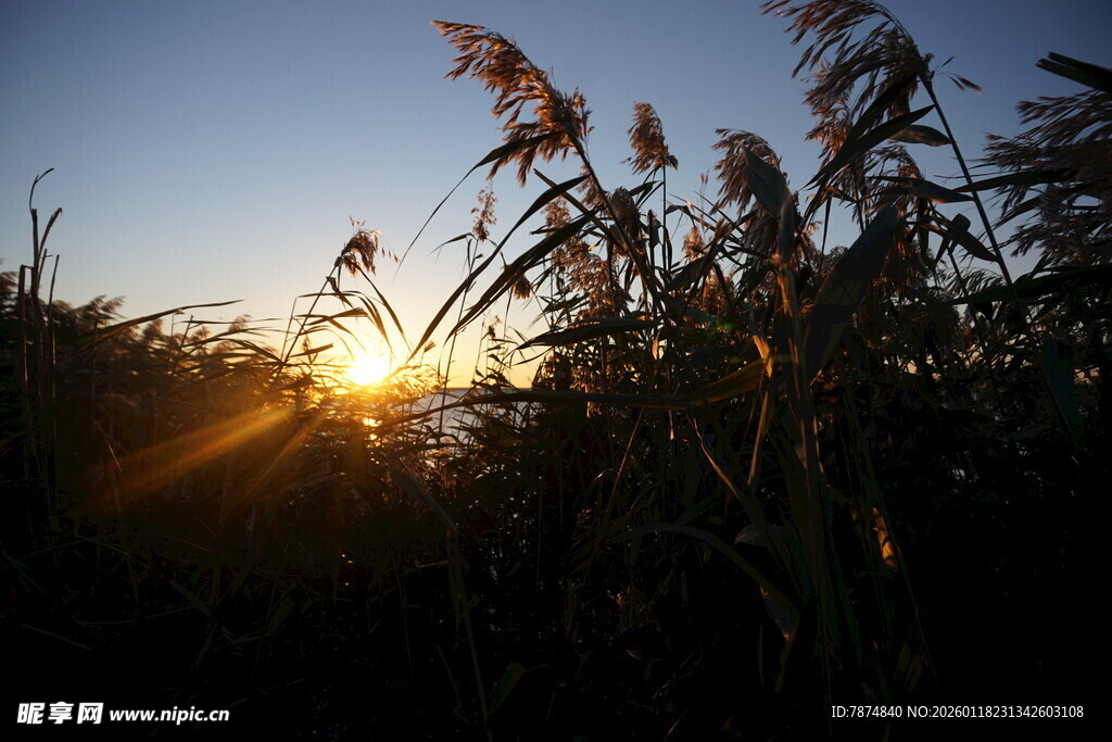 夕阳下摇曳的芦苇