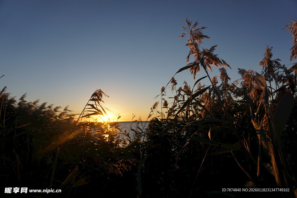 夕阳下的植物与金色光芒