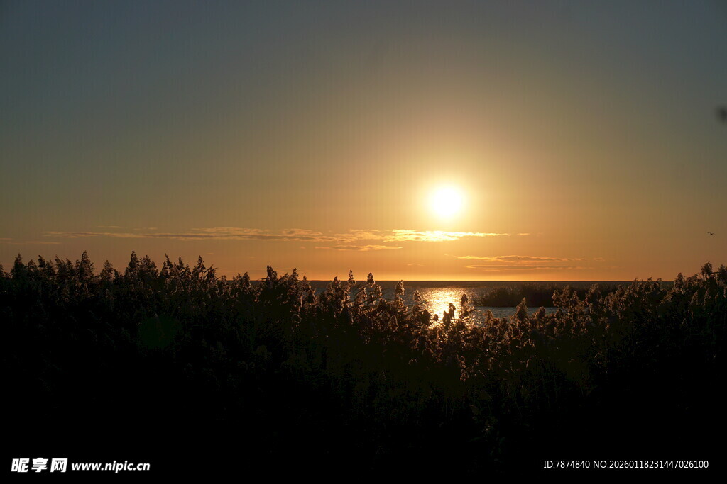 夕阳下的湖畔芦苇美景