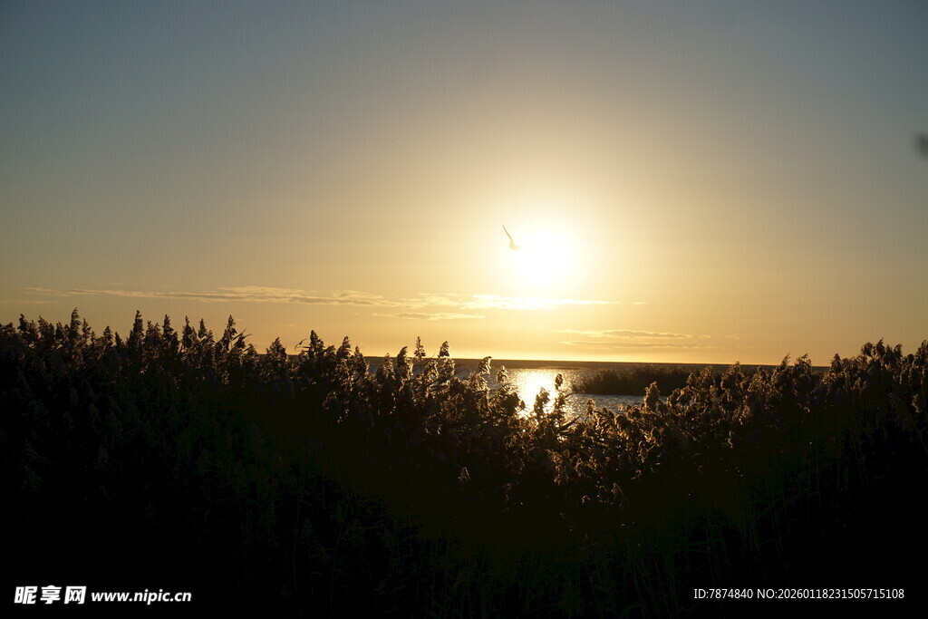 夕阳下的湖畔芦苇景观