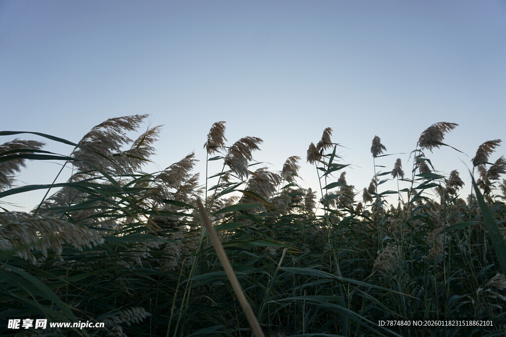 夕阳下的芦苇随风摇曳