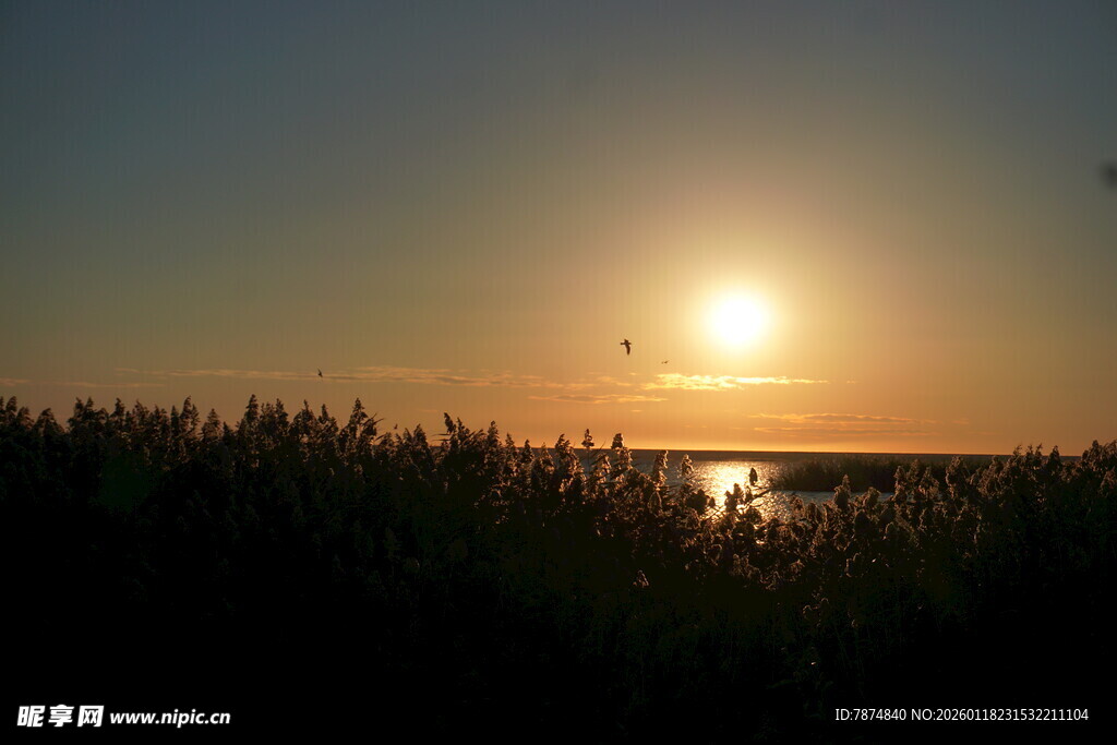 夕阳下的湖畔芦苇美景