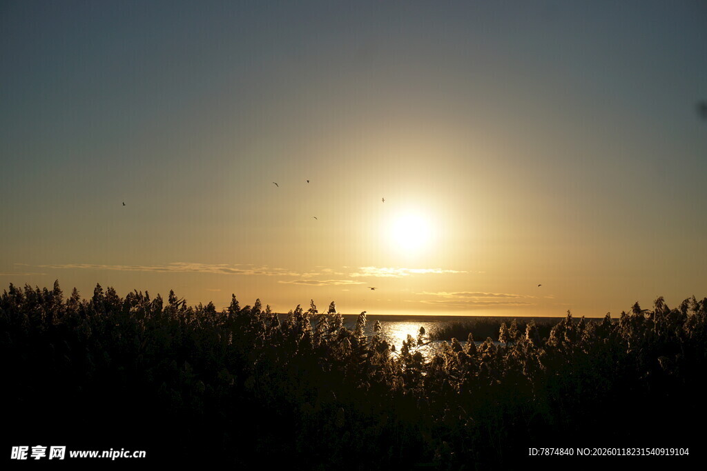 夕阳下的湖畔芦苇美景