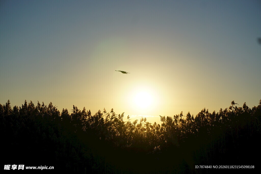 夕阳下飞鸟掠过茂密树林