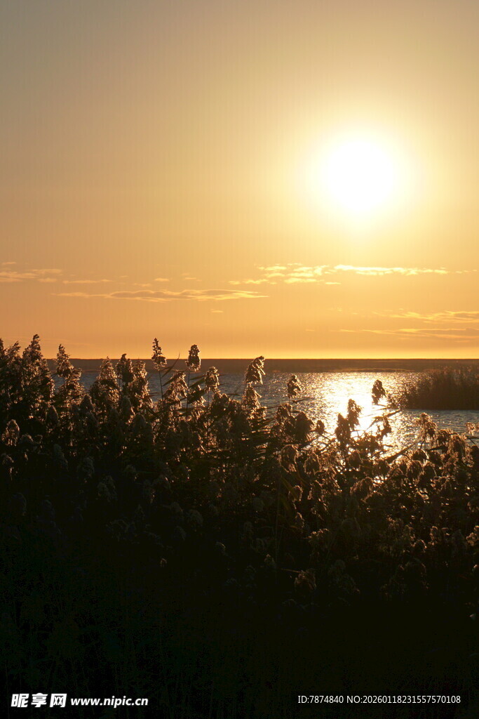 夕阳下的水边植物美景