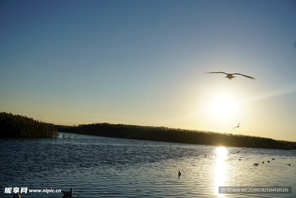 夕阳下湖面飞鸟美景