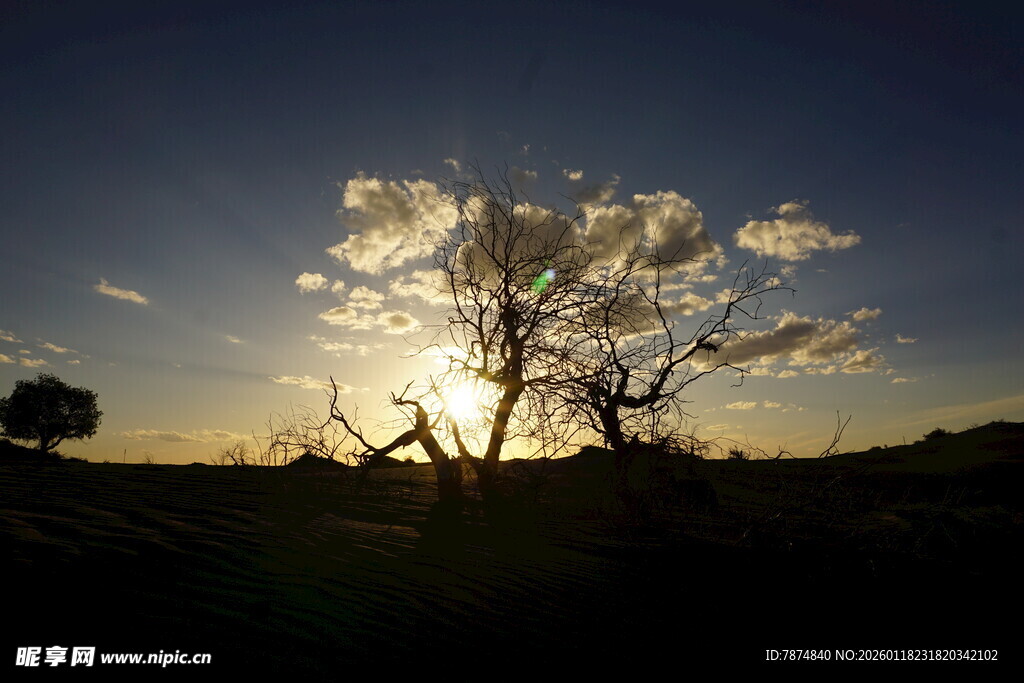夕阳下的孤树美景