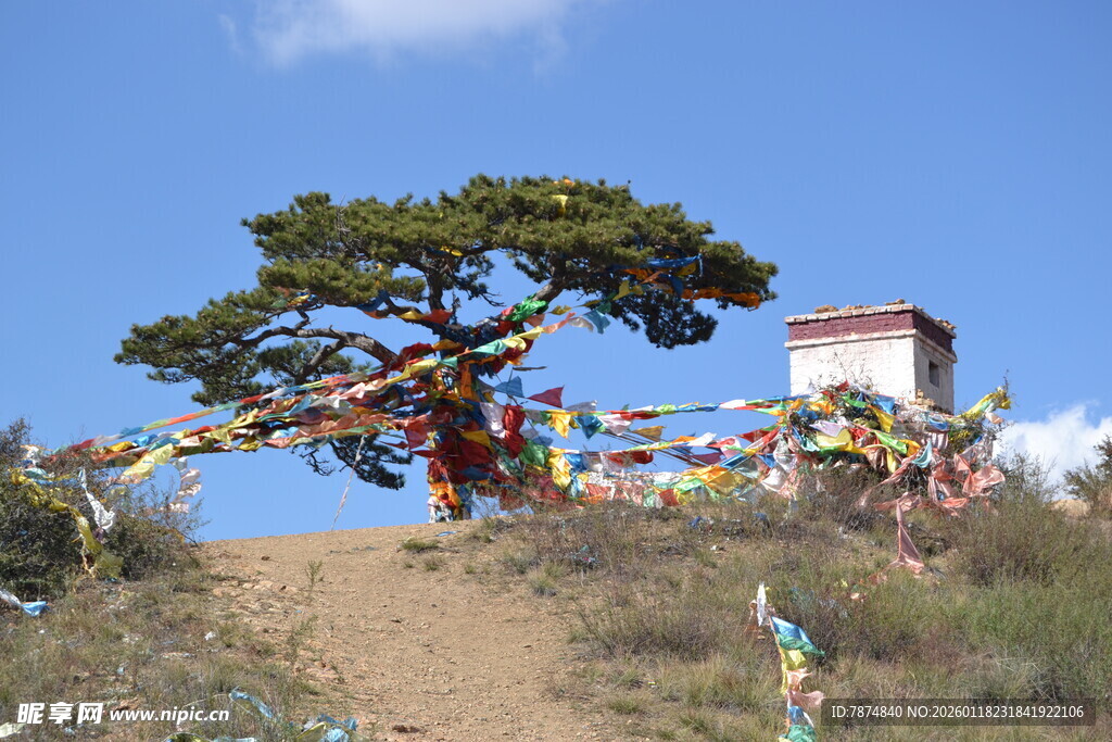 山坡孤树旁的经幡小屋