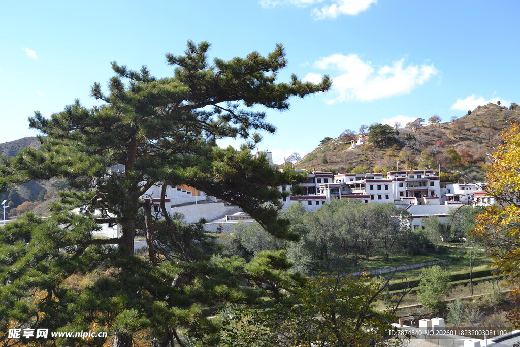 山间村落旁的葱郁松树