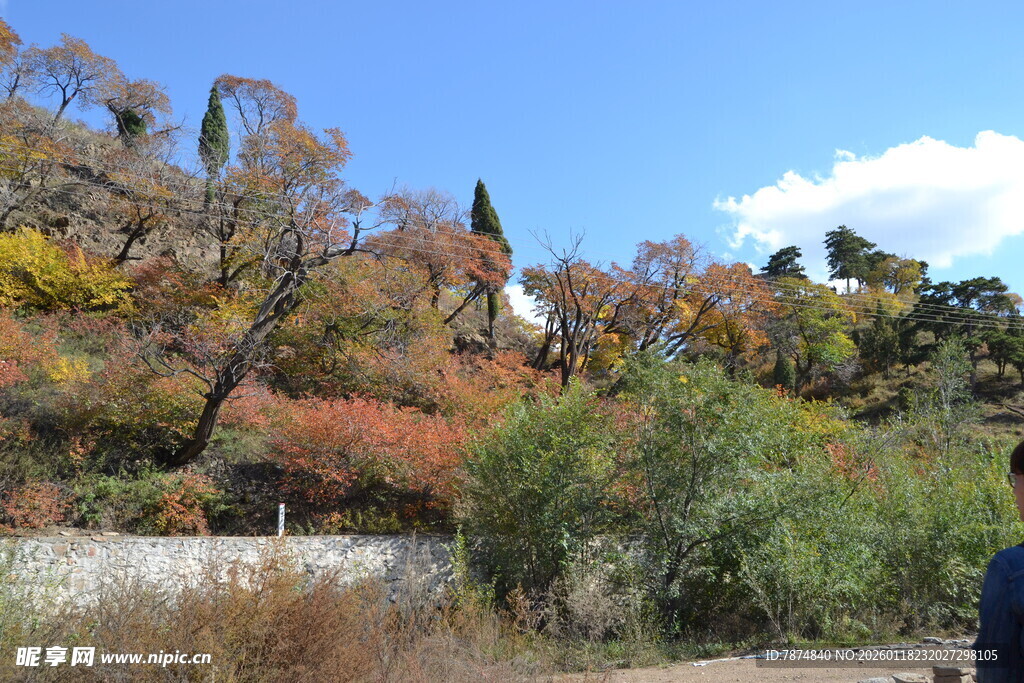 秋日多彩树林风景