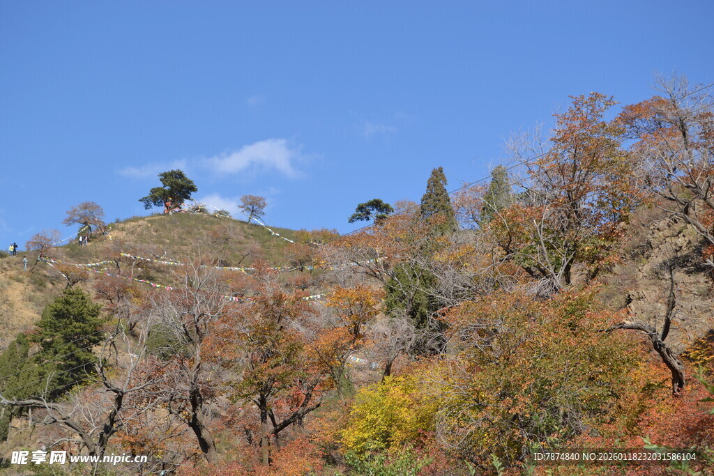 秋日山坡多彩树木景观