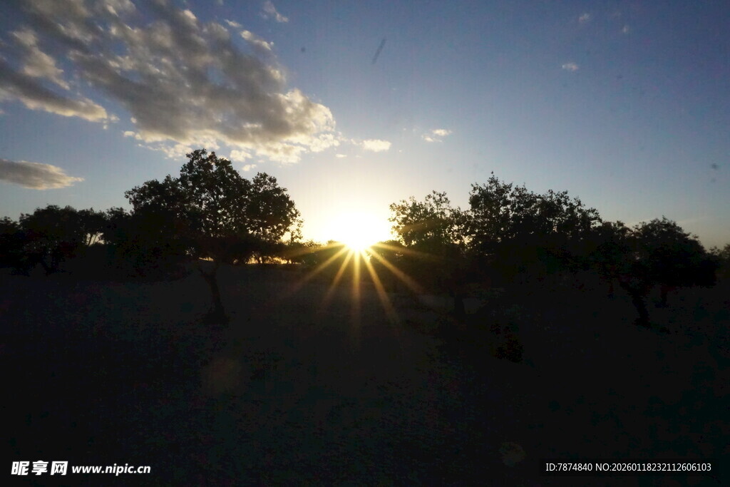 夕阳下的树木剪影