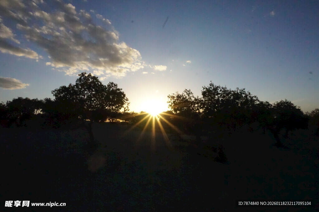 夕阳下的树木剪影美景