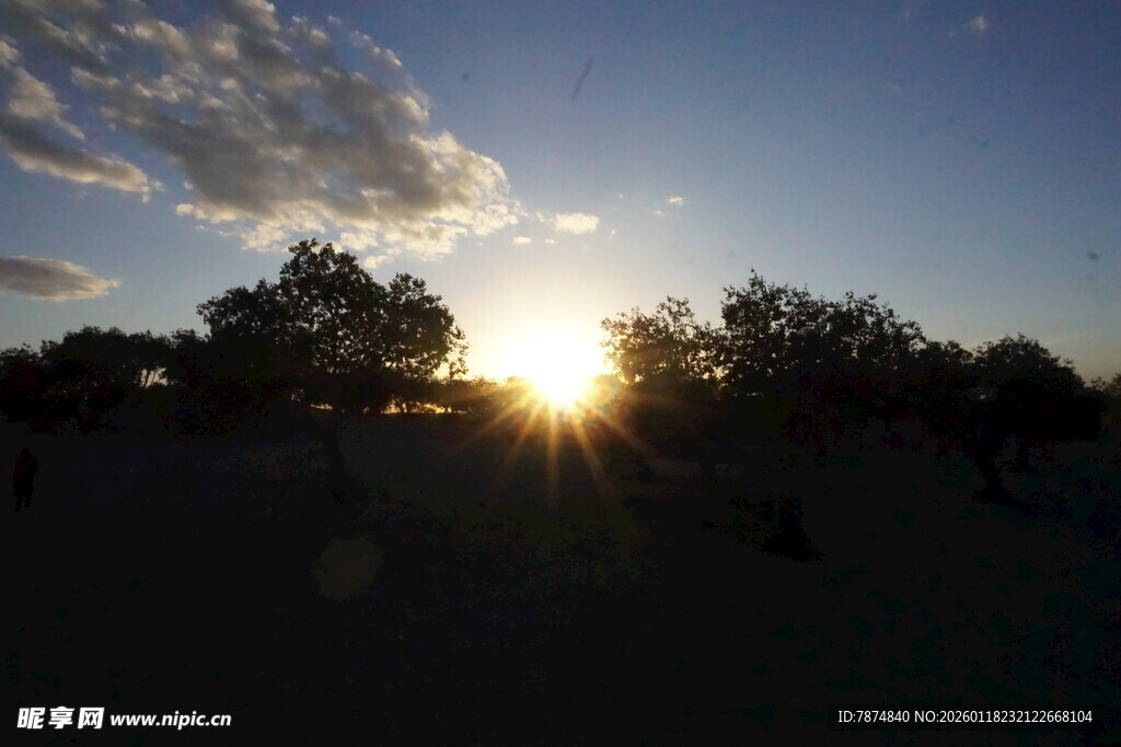 夕阳下的树林剪影