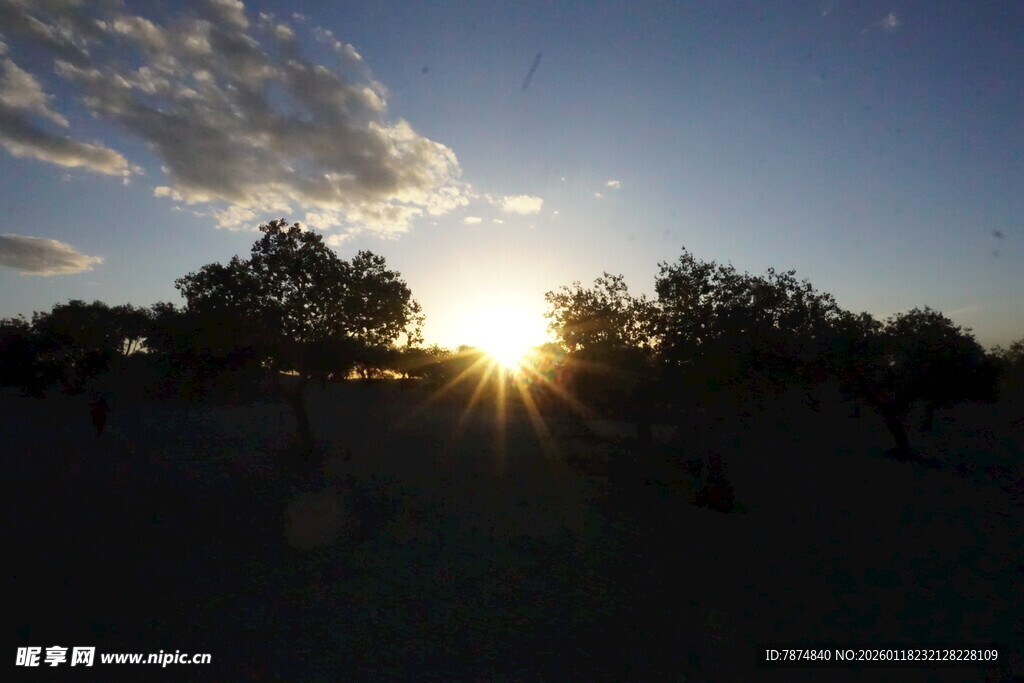 夕阳下的树木剪影