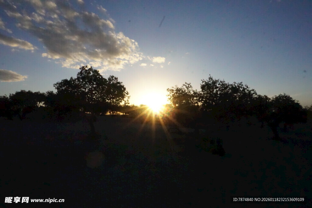夕阳下的树木剪影