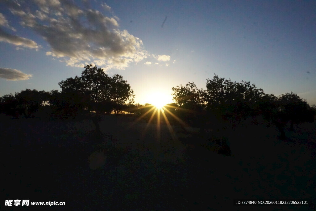 夕阳下的树木剪影