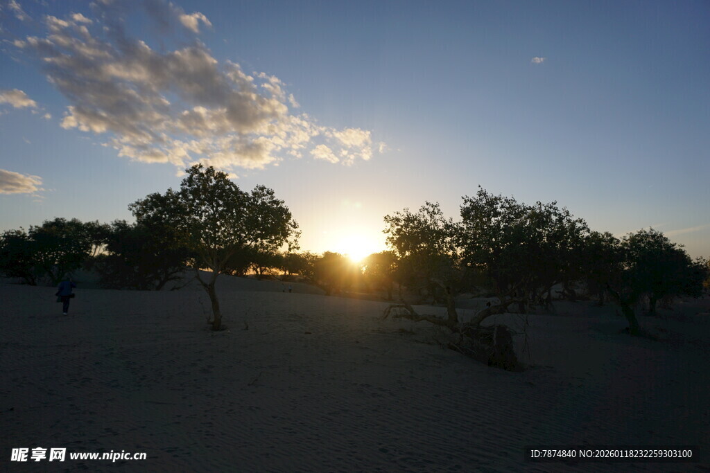 夕阳下的旷野树木美景