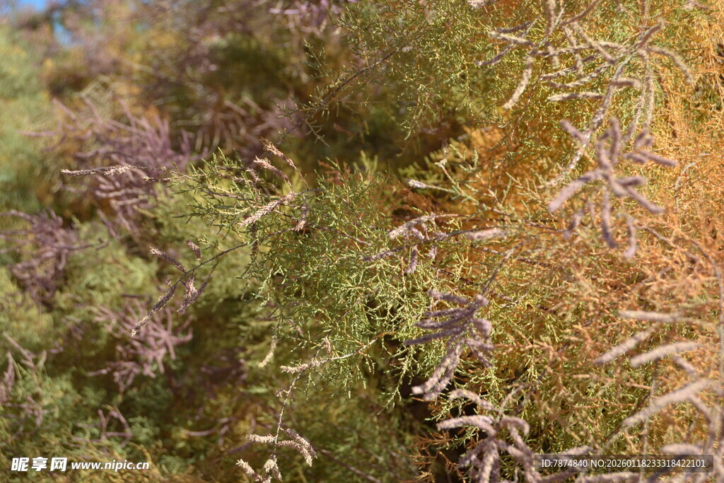 秋日多彩植物景观