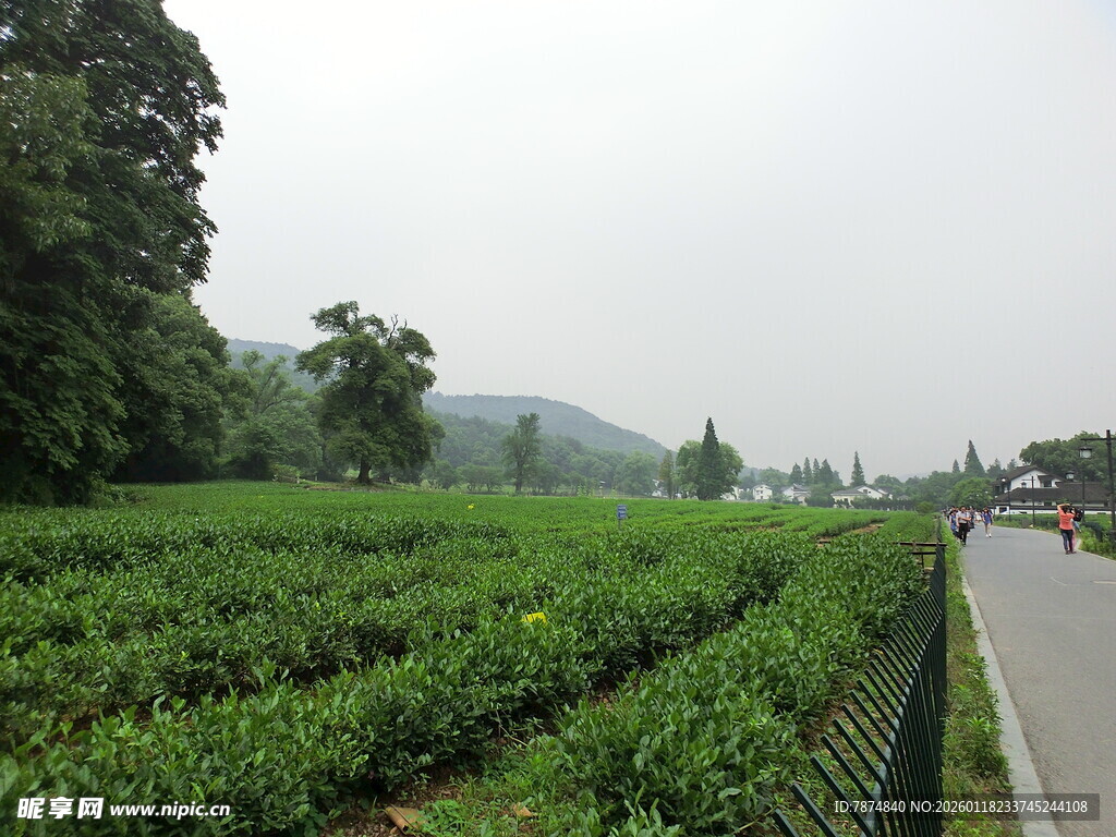 茶园风光 绿意盎然的景致