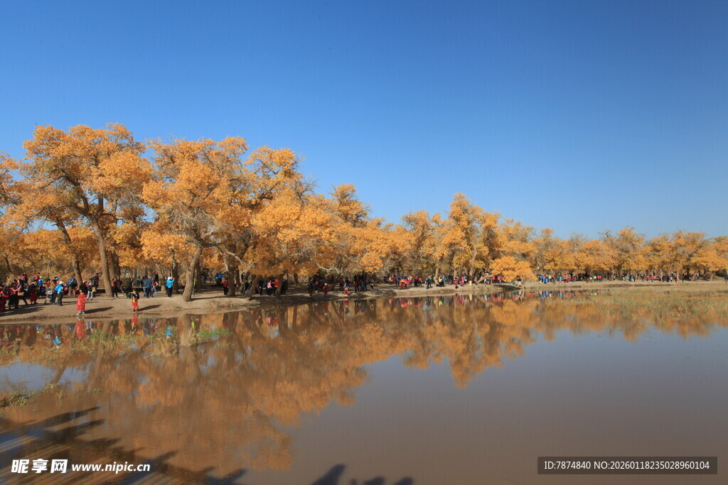 秋日湖畔金黄树林美景