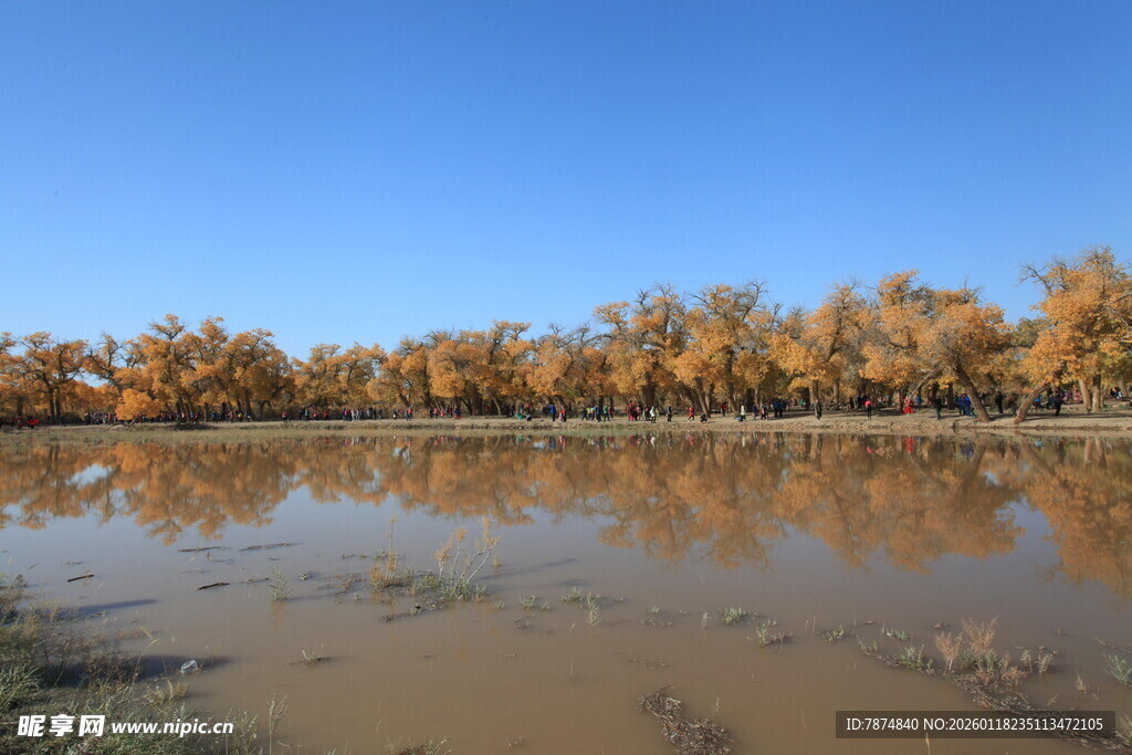秋日湖畔金黄树林美景