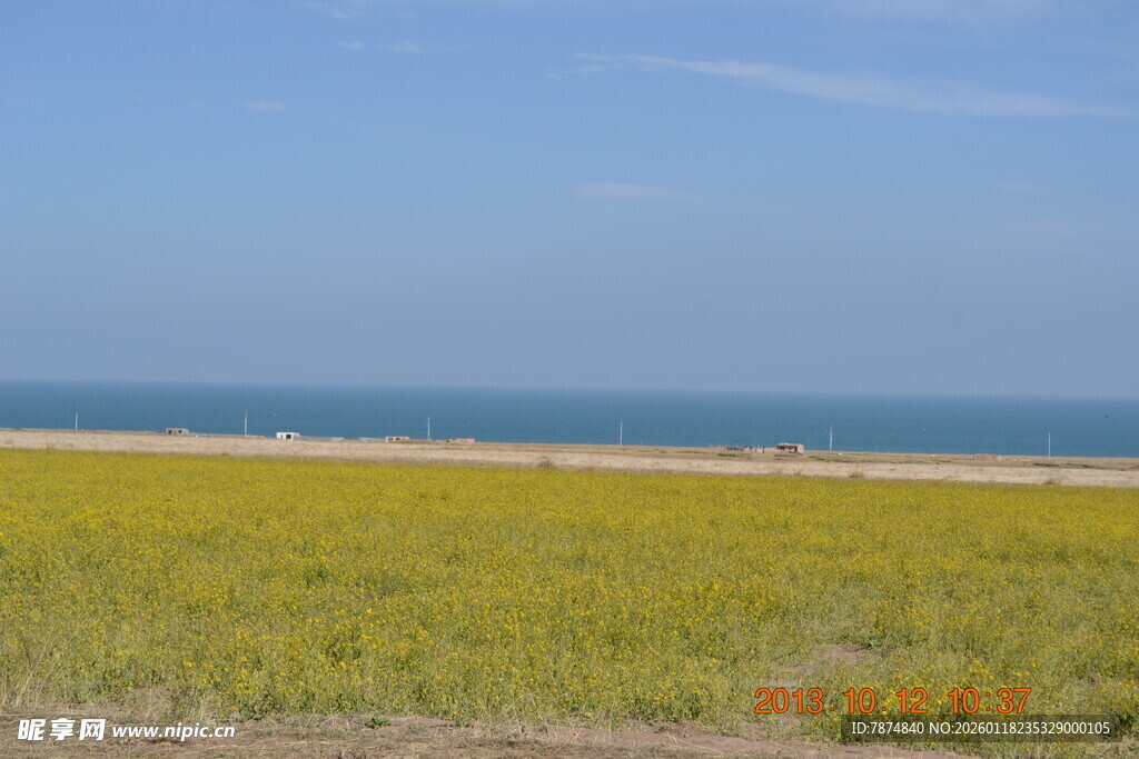 海边金黄草地风景